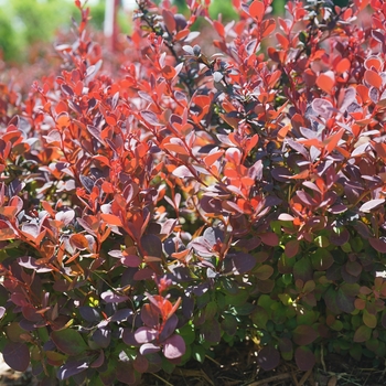 Berberis thunbergii - 'Sunjoy Mini Maroon®' Barberry