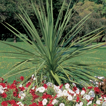 Cordyline indivisa - Spikes