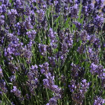 Lavandula angustifolia - 'SuperBlue' English Lavender