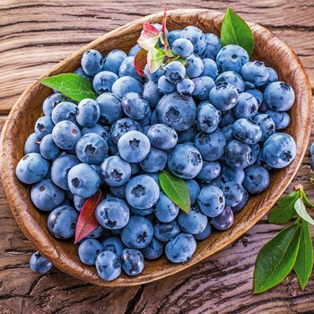 Vaccinium angustifolium - 'Blueray' Blueberry