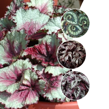 Begonia rex-cultorum - 'Multiple Varieties' Rex Begonia