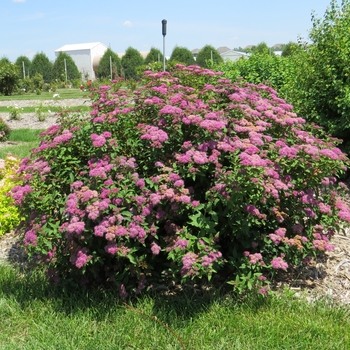 Spiraea x bumalda - 'Superstar™' Spirea