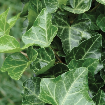 Hedera helix - 'Thorndale' English Ivy