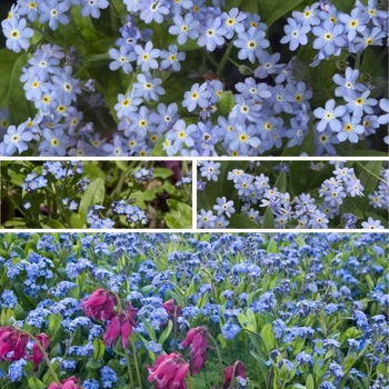 Myosotis - 'Multiple Varieties' Forget-Me-Not