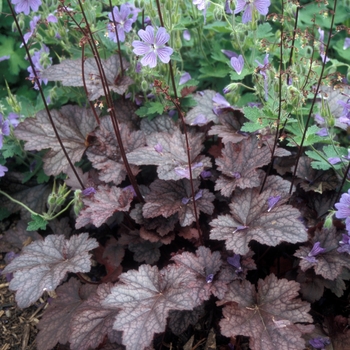 Heuchera - 'Plum Pudding' Coral Bell