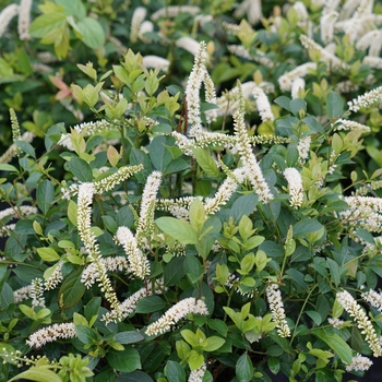 Itea virginica - 'Scentlandia®' Sweetspire