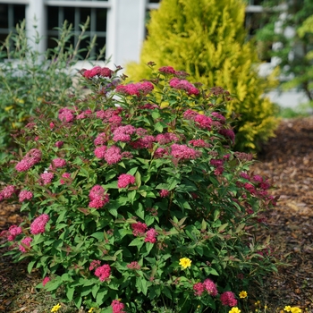 Spiraea (Spirea) - Double Play 'Doozie®'