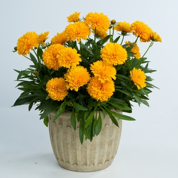 Coreopsis grandiflora (Tickseed) - Solanna™ 'Golden Sphere'