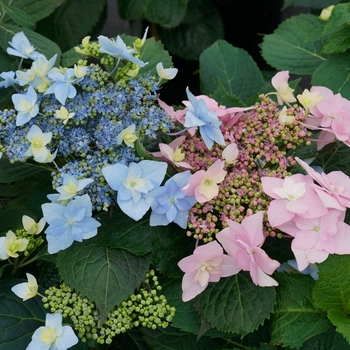 Hydrangea serrata - 'Tuff Stuff Ah-Ha®' Reblooming Mountain Hydrangea