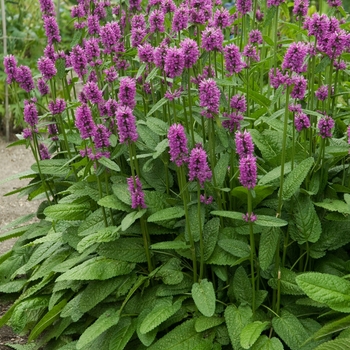 Stachys monieri - 'Hummelo' Betony