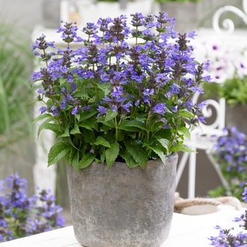 Nepeta kubanica - 'Neptune' Dwarf Catmint