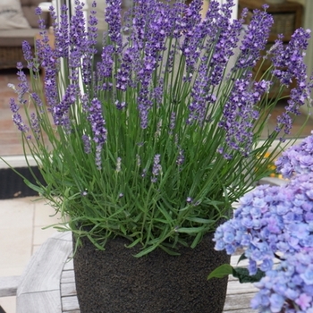 Lavandula angustifolia - 'Big Time Blue' English Lavender