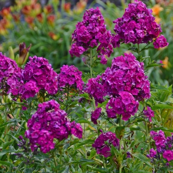 Phlox paniculata - 'Nicky' Garden Phlox