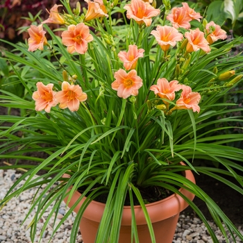 Hemerocallis (Daylily) - EveryDaylily® 'Pink Wing'