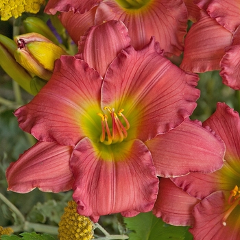 Hemerocallis (Daylily) - Happy Ever Appster™ 'Passionate Returns'