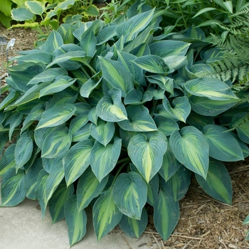 Hosta - 'June' Hosta, Plantain Lily