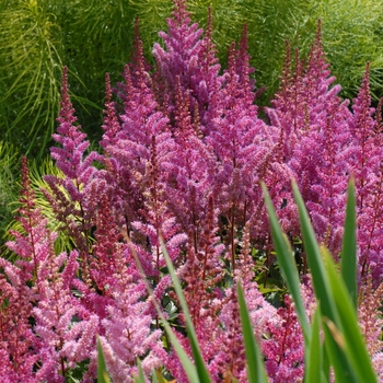 Astilbe chinensis - 'Maggie Daley' False Spirea