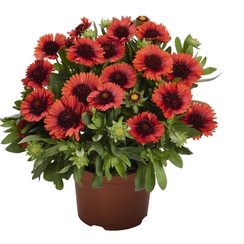 Gaillardia aristata - 'SpinTop Red' Blanket Flower