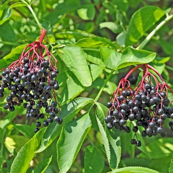 Sambucus canadensis - American Elder