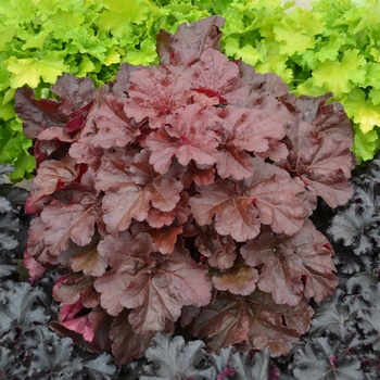 Heuchera (Coral Bells) - Primo® 'Mahogany Monster'