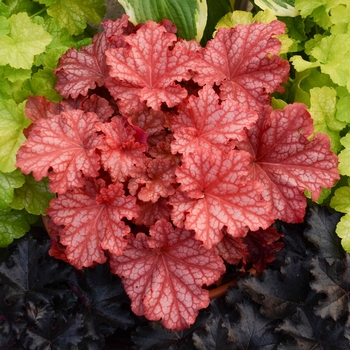 Heuchera (Coral Bells) - Primo® 'Peachberry Ice'