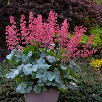 Heuchera (Coral Bells) - Dolce® 'Spearmint'