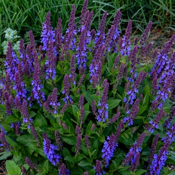 Salvia nemorosa - 'Violet Profusion' Perennial Salvia