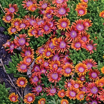 Delosperma - 'Fire Spinner®' Ice Plant