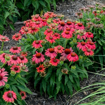 Echinacea (Coneflower) - Lakota™ 'Fire'