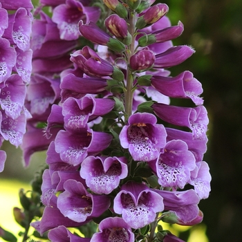 Digitalis purpurea - 'Dalmatian Purple' Foxglove