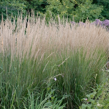 Calamagrostis acutiflora - 'Karl Foerster' Feather Reed Grass