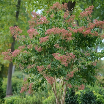 Heptacodium miconioides - 'Temple of Bloom®' Seven Son Flower