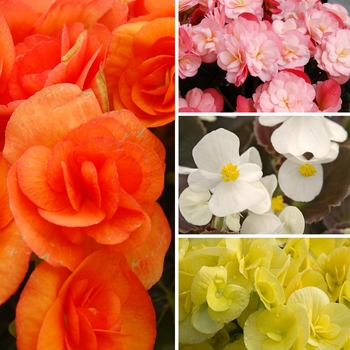 Begonia - Assorted Begonia