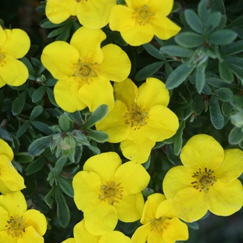 Potentilla fruticosa - Happy Face® 'Yellow'