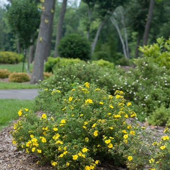 Potentilla fruticosa - Happy Face® 'Yellow'