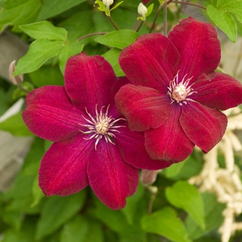 Clematis - 'Rouge Cardinal'