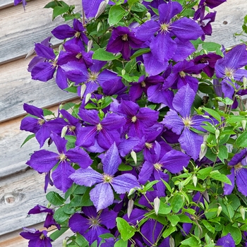 Clematis - 'Jackmanii'