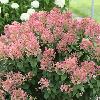 Hydrangea paniculata - 'Little Quick Fire®' Panicle Hydrangea