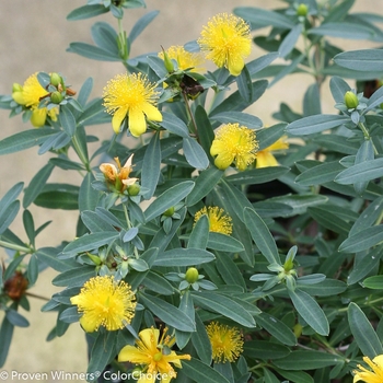 Hypericum kalmianum - 'Blues Festival®' St. John's Wort