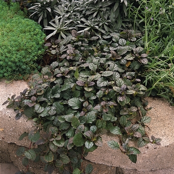 Ajuga reptans - 'Bronze Beauty' Bugleweed