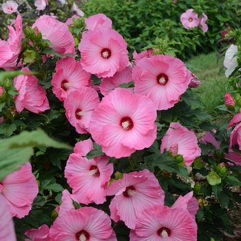 Hibiscus - 'Airbrush Effect' Rose Mallow