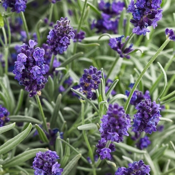 Lavandula angustifolia - 'Sweet Romance®' Lavender