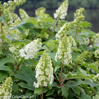 Hydrangea quercifolia - 'Gatsby Gal®' Oakleaf Hydrangea