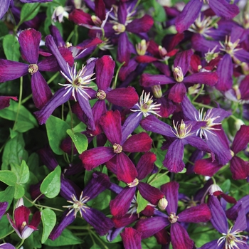 Clematis - 'Sweet Summer Love'