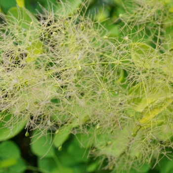 Cotinus coggygria - 'Winecraft Gold®' Smokebush