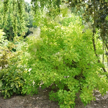 Cotinus coggygria - 'Winecraft Gold®' Smokebush