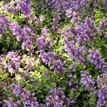 Nepeta x faassenii - 'Cat's Meow' Catmint