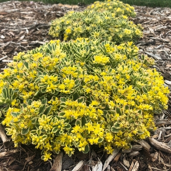 Sedum (Stonecrop) - Rock 'N Grow® 'Boogie Woogie'