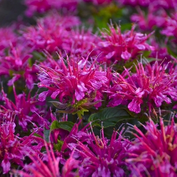 Monarda didyma - 'Pardon My Purple' Bee Balm