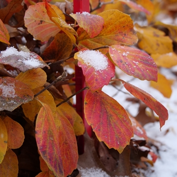 Fothergilla x intermedia - 'Legend of the Fall®' Bottlebrush